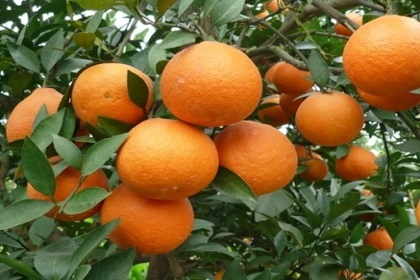 梦见甜橙树是什么意思