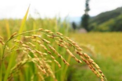 梦见水稻丰收是什么意思