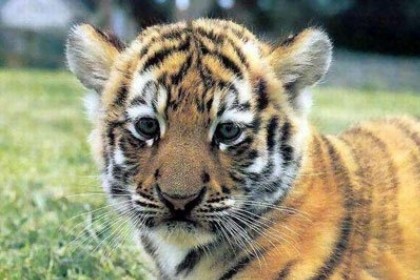 孕妇梦见小老虎是什么意思