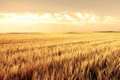 梦见一片麦子地是什么意思