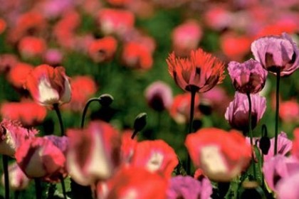 梦见漂亮的罂粟花是什么意思