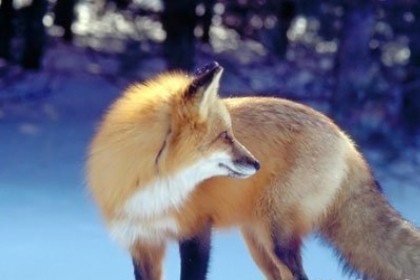 孕妇梦见狐狸