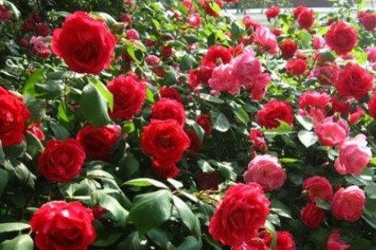 梦见红色的蔷薇花是什么意思