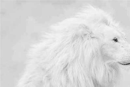 孕妇梦见白色狮子