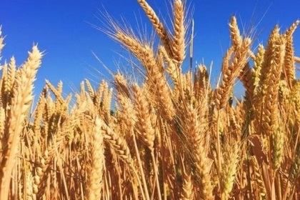 梦见小麦饱满是什么意思