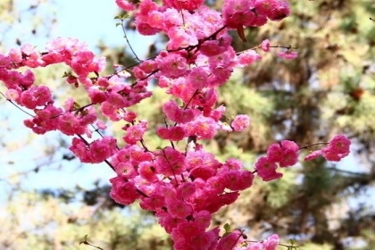 梦见桃树开花
